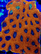 Acanthastrea echinata (Ultra)